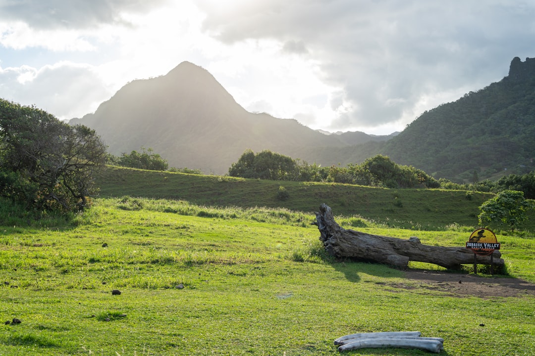 A large tree laying on top of a lush green field / Photo by Winston Chen on Unsplash