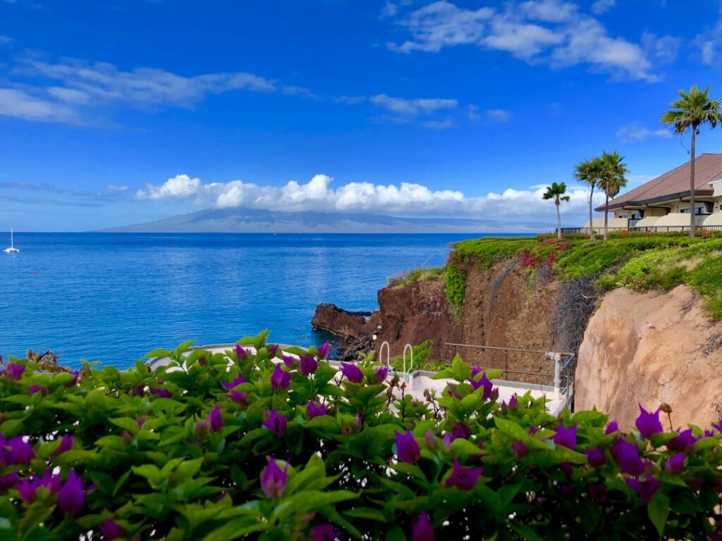 blooming purple flowers viewing beach house and calm blue sea under blue and white skies