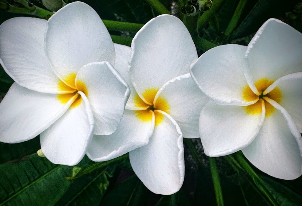 プルメリアの花 ハワイ直輸入の鉢植え