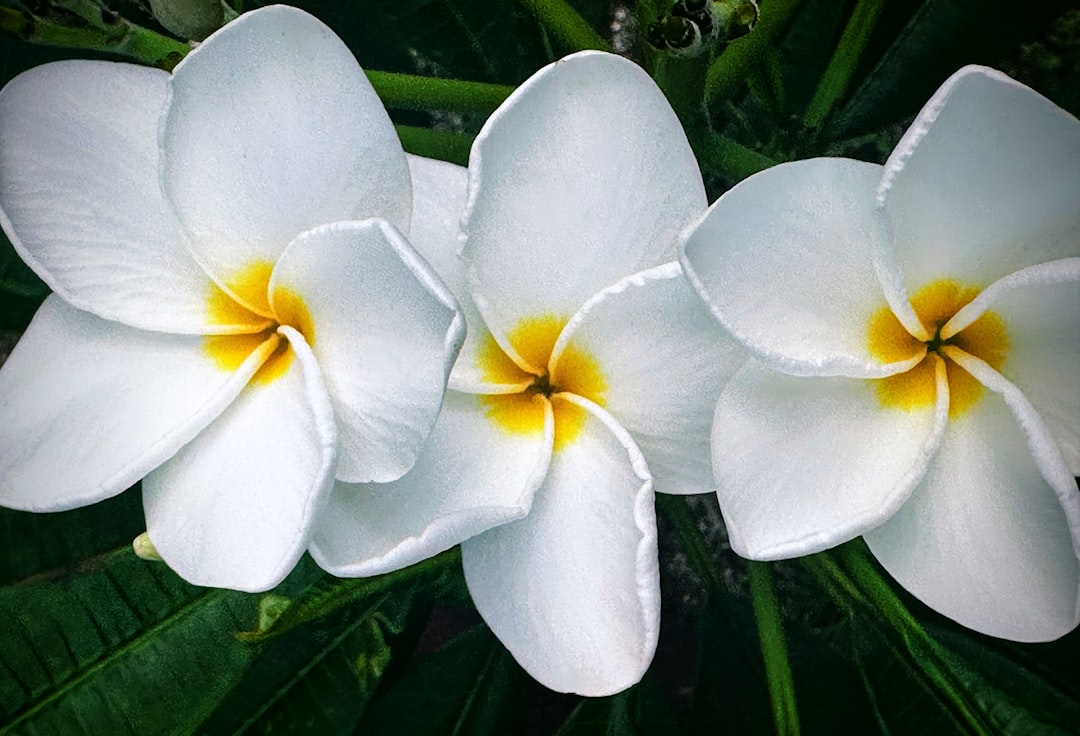 プルメリアの花 ハワイ直輸入の鉢植え