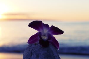 夕暮れの海辺に咲く蘭の花（ハワイアンイメージ）