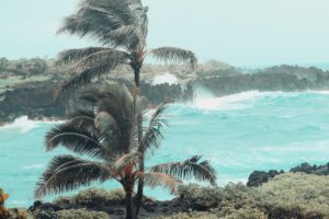 green coconut trees near body of water during daytime