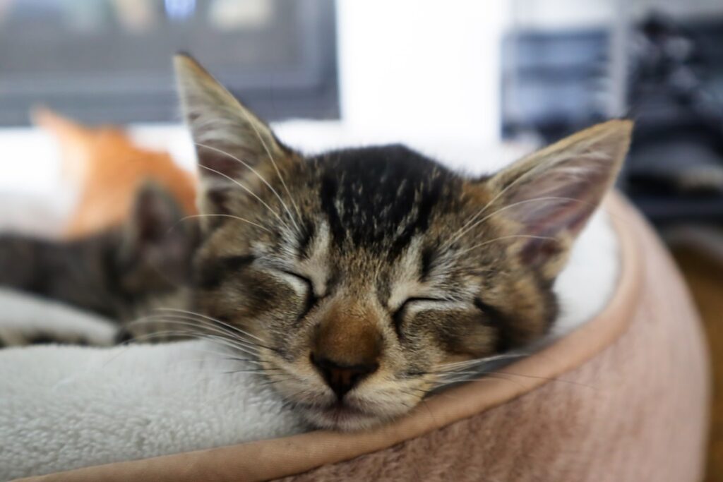 brown tabby cat on brown textile