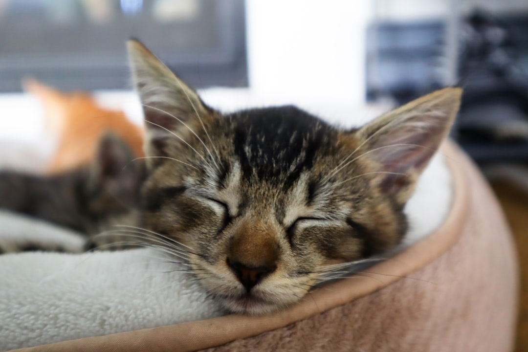 brown tabby cat on brown textile