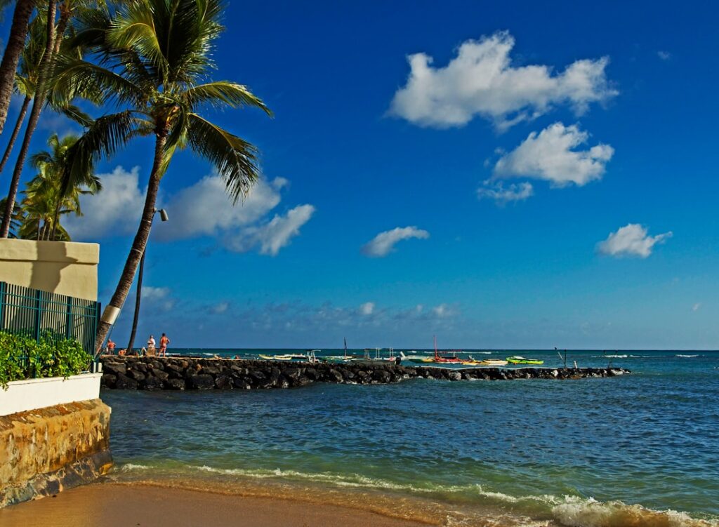 palm tree near sea shore during daytime