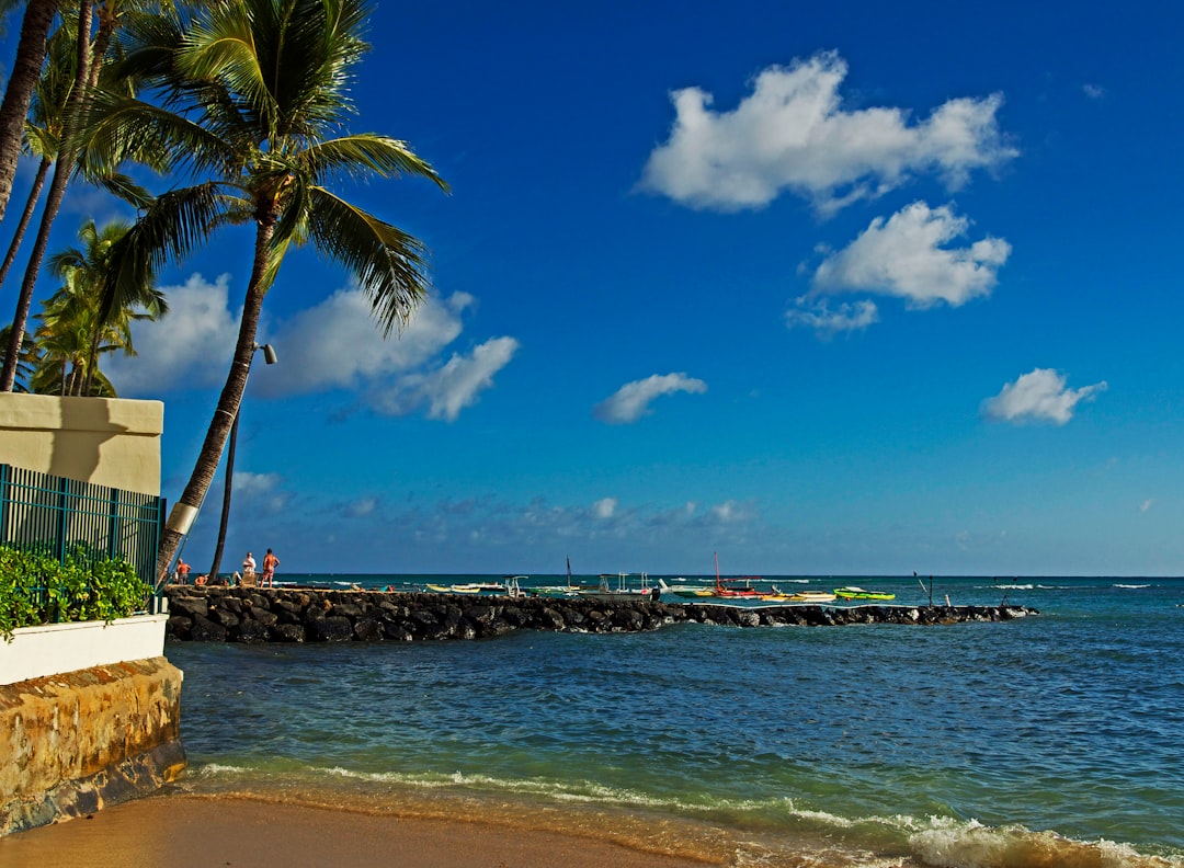 palm tree near sea shore during daytime
