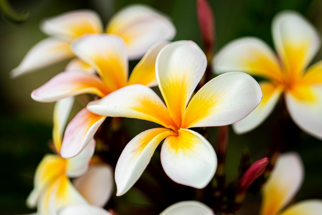 プルメリアの花