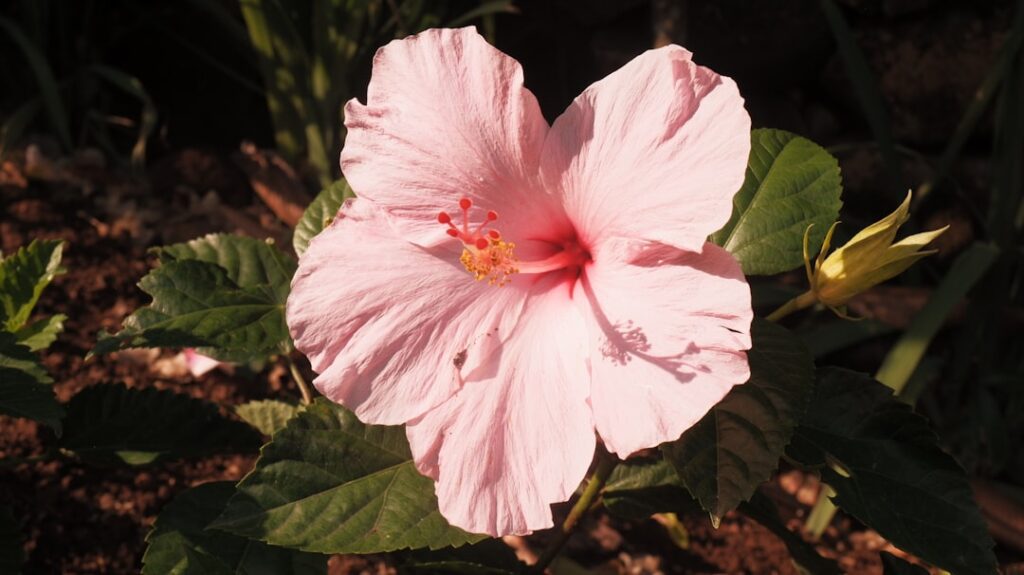 A beautiful pink hibiscus flower blooming in a garden.