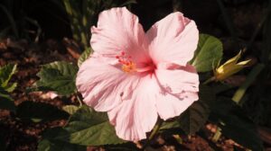 A beautiful pink hibiscus flower blooming in a garden.